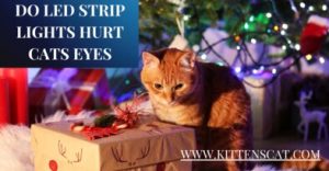 Read more about the article Do Led Strip Lights Hurt Cat’s Eyes? Find out Now – kittenscat