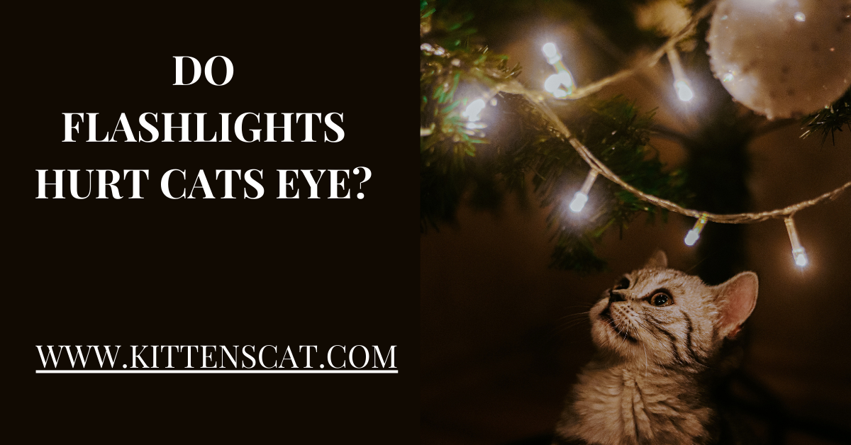 You are currently viewing Do Flashlights Hurt Cats Eyes? Read This First – kittenscat