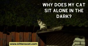 Read more about the article Why Does My Cat Sit Alone In The Dark? The Ultimate Guide