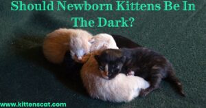 Read more about the article Should Newborn Kittens Be In The Dark -kittenscat