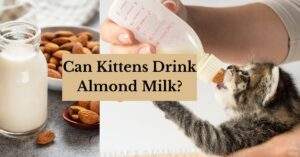 Read more about the article Can Kittens Drink Almond Milk: A Delicious Treat or a Dangerous Risk