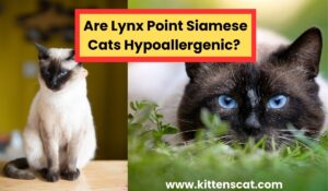 Read more about the article Are Lynx Point Siamese Cats Hypoallergenic? Unraveling the Mystery