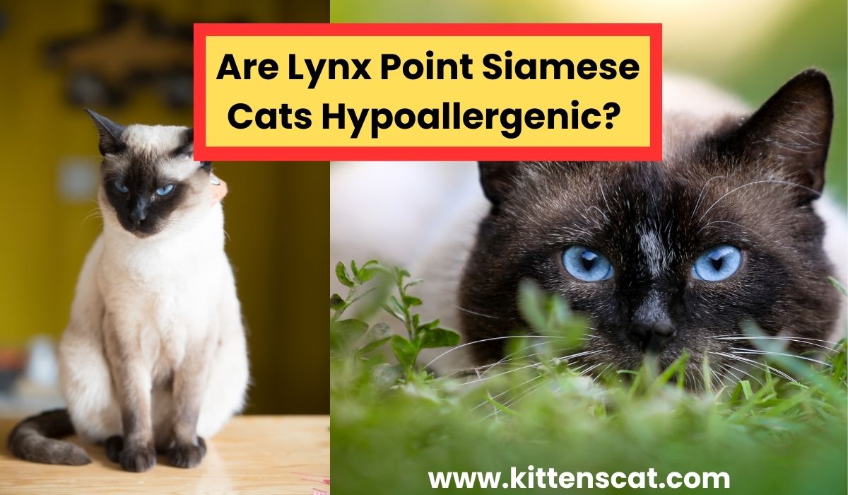 You are currently viewing Are Lynx Point Siamese Cats Hypoallergenic? Unraveling the Mystery