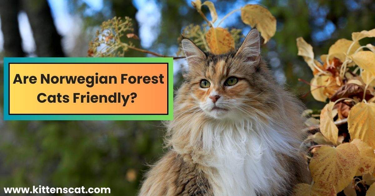 You are currently viewing Are Norwegian Forest Cats Friendly? 5 Secrets