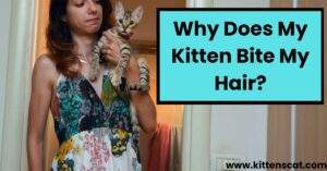 Read more about the article Why Does My Kitten Bite My Hair? Top 3 Signs