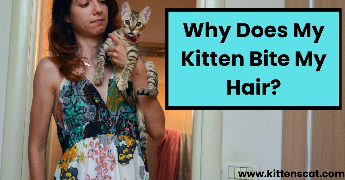 You are currently viewing Why Does My Kitten Bite My Hair? Top 3 Signs