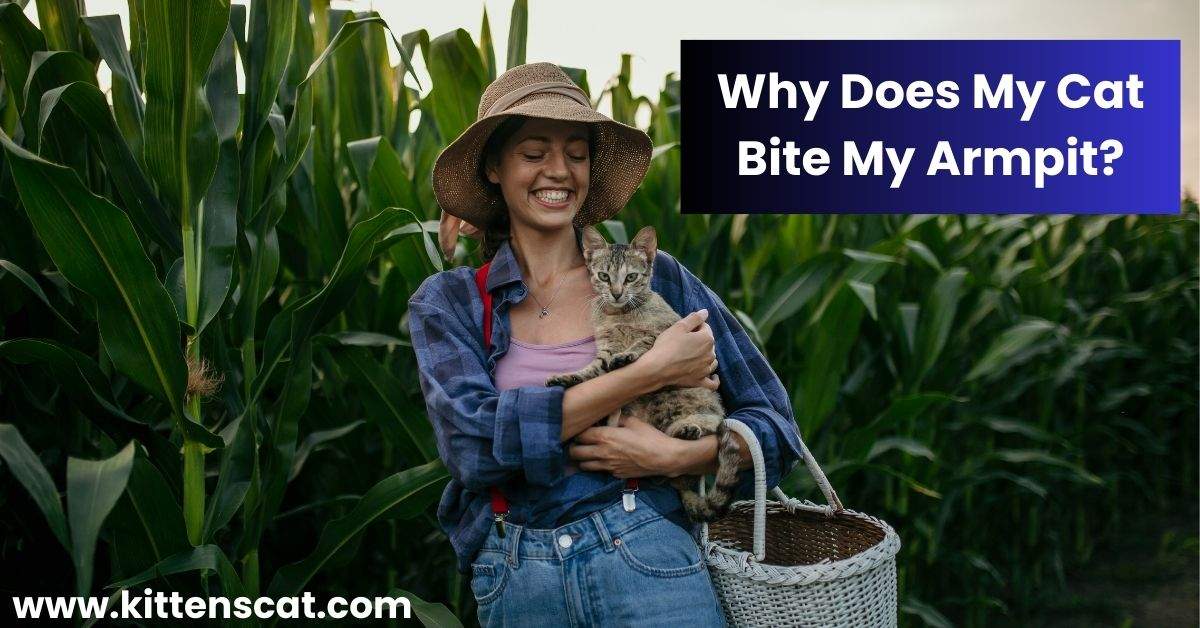 You are currently viewing Why Does My Cat Bite My Armpit? Love Bites