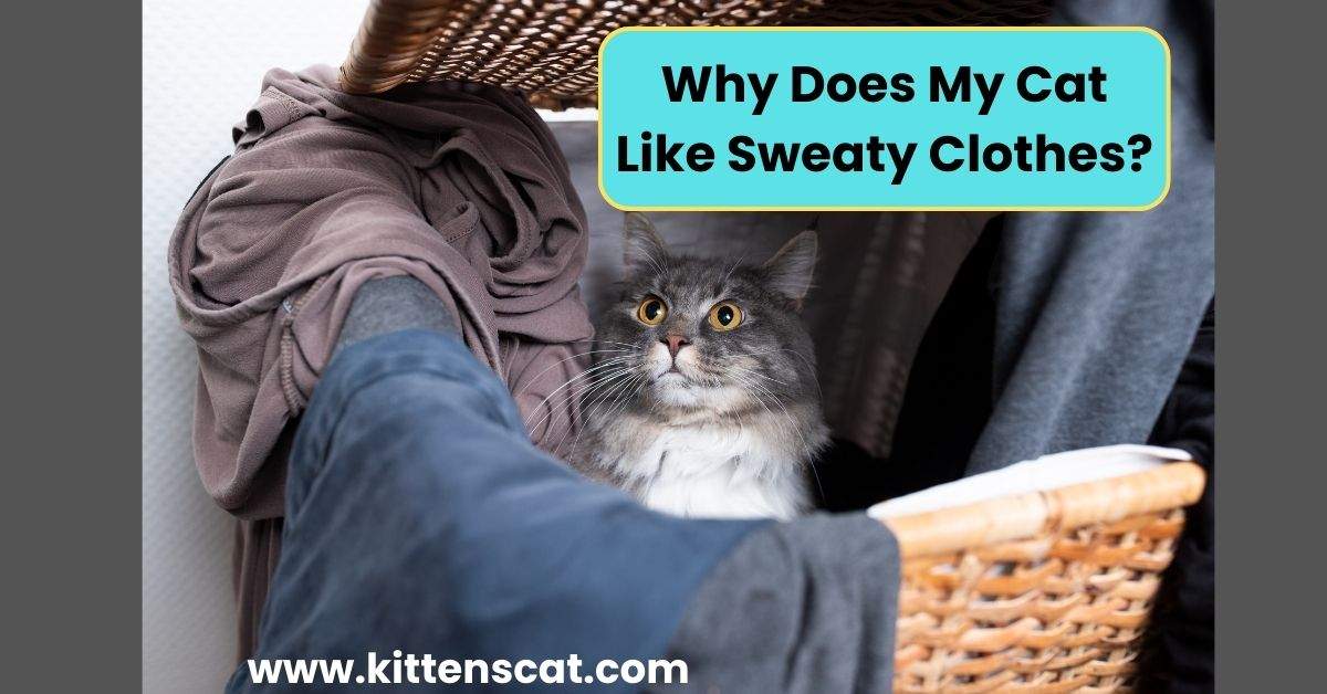 You are currently viewing Why Does My Cat Like Sweaty Clothes? 5 Reasons