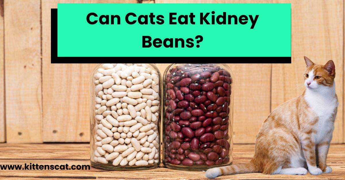 You are currently viewing Can cats eat kidney beans? 4 expert care tips