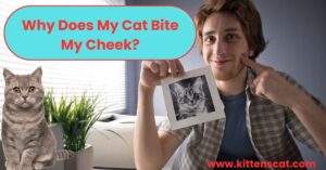 Read more about the article Why Does My Cat Bite My Cheek? 2 Amazing Facts