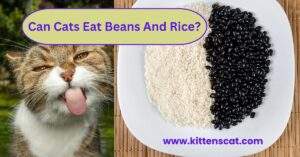 Read more about the article Can Cats Eat Beans And Rice? 3 Stunning Pros