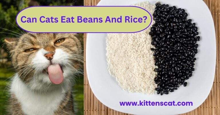 Can Cats Eat Beans And Rice?