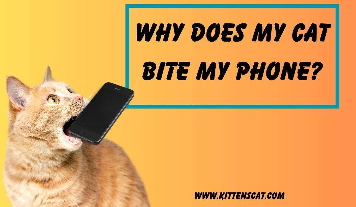 You are currently viewing Why Does My Cat Bite My Phone? 6 Important Reasons