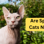 Are Sphynx Cats Natural?