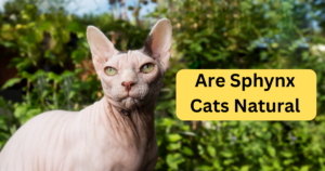 Read more about the article Are Sphynx Cats Natural?