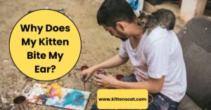 Read more about the article Why Does My Kitten Bite My Ear? A Great Debate