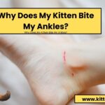 Why Does My Kitten Bite My Ankles? Real Truth