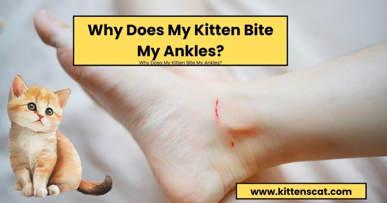 Why Does My Kitten Bite My Ankles?