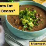 Can Cats Eat Cooked Beans? 5 Amazing Benefits