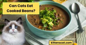 Read more about the article Can Cats Eat Cooked Beans? 5 Amazing Benefits