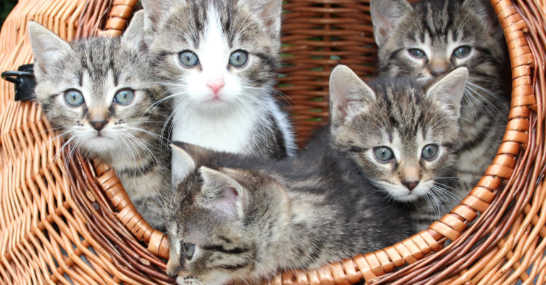 Por qué los Gatos Odian las Puertas Cerradas