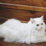 Aristocats Cat Names: A Complete and Delightful Guide