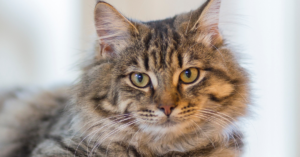 Read more about the article Egyptian Cat Names: Unique, Historical, and Full of Meaning